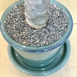 Large Pachypodium Baronii -Garden Care Store s753278155256112669 p1545 i4 w3024