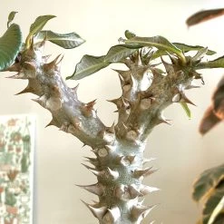 Large Pachypodium Baronii -Garden Care Store s753278155256112669 p1545 i5 w2723