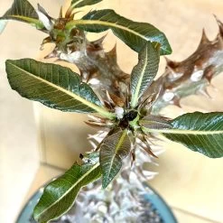 Large Pachypodium Baronii -Garden Care Store s753278155256112669 p1545 i6 w3024