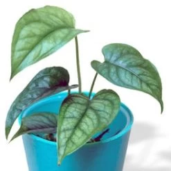 Monstera Siltepecana El Salvador