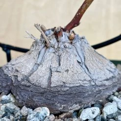 Dioscorea Sylvatica -Garden Care Store s753278155256112669 p1567 i3 w2809