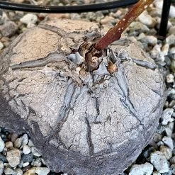 Dioscorea Sylvatica -Garden Care Store s753278155256112669 p1567 i5 w2766