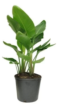 Bird Of Paradise - 10 Inch Pots