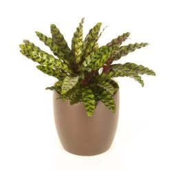 Calathea Lancifolia Rattlesnake Plant