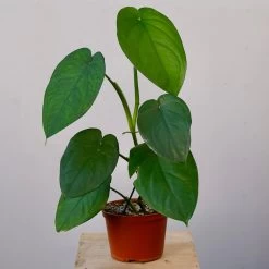 Syngonium Macrophyllum