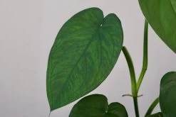 Syngonium Macrophyllum -Garden Care Store s753278155256112669 p1576 i3 w6000