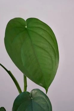 Syngonium Macrophyllum -Garden Care Store s753278155256112669 p1576 i4 w4000