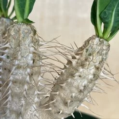 Euphorbia Guillauminiana -Garden Care Store s753278155256112669 p1594 i3 w3024