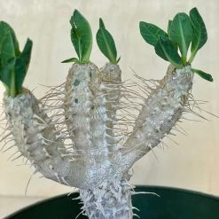 Euphorbia Guillauminiana -Garden Care Store s753278155256112669 p1594 i4 w3024