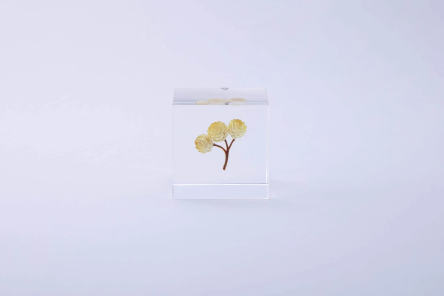 Sola Cube Ant Tree 2 Sola Cube Ant Tree - Image 2