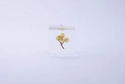 Sola Cube Ant Tree 10 Sola Cube Ant Tree -Garden Care Store s753278155256112669 p1607 i16 w3000