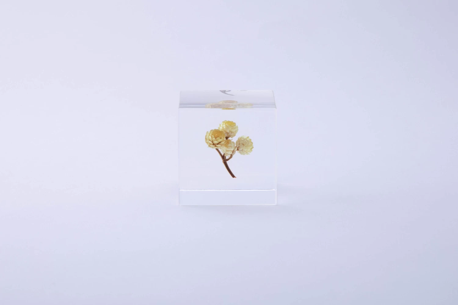 Sola Cube Ant Tree 3 Sola Cube Ant Tree - Image 3