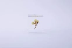 Sola Cube Ant Tree 11 Sola Cube Ant Tree -Garden Care Store s753278155256112669 p1607 i17 w3000