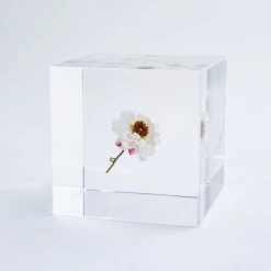 Sola Cube Chamomile Sunray