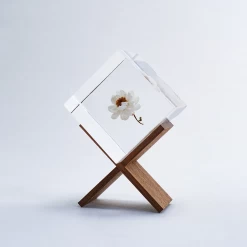 Sola Cube Chamomile Sunray -Garden Care Store s753278155256112669 p1608 i7 w1000