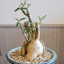 Pachypodium Griquense -Garden Care Store s753278155256112669 p1617 i4 w1440