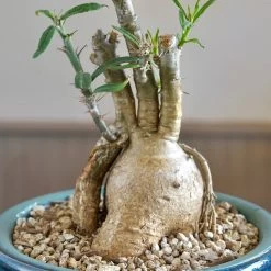 Pachypodium Griquense -Garden Care Store s753278155256112669 p1617 i5 w3498