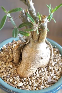 Pachypodium Griquense -Garden Care Store s753278155256112669 p1617 i6 w4000