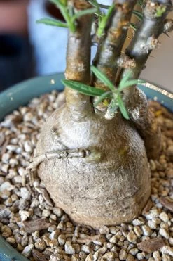 Pachypodium Griquense -Garden Care Store s753278155256112669 p1617 i7 w4000