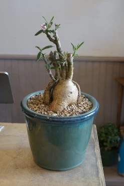Pachypodium Griquense -Garden Care Store s753278155256112669 p1617 i8 w4000