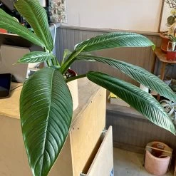 Philodendron Campii -Garden Care Store s753278155256112669 p1618 i3 w2550