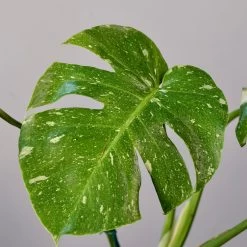 Monstera Thai Constellation