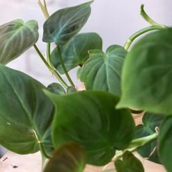 Philodendron Camposportoanum