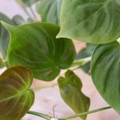 Philodendron Camposportoanum -Garden Care Store s753278155256112669 p1626 i3 w3995