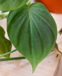 Philodendron Camposportoanum -Garden Care Store s753278155256112669 p1626 i4 w4000