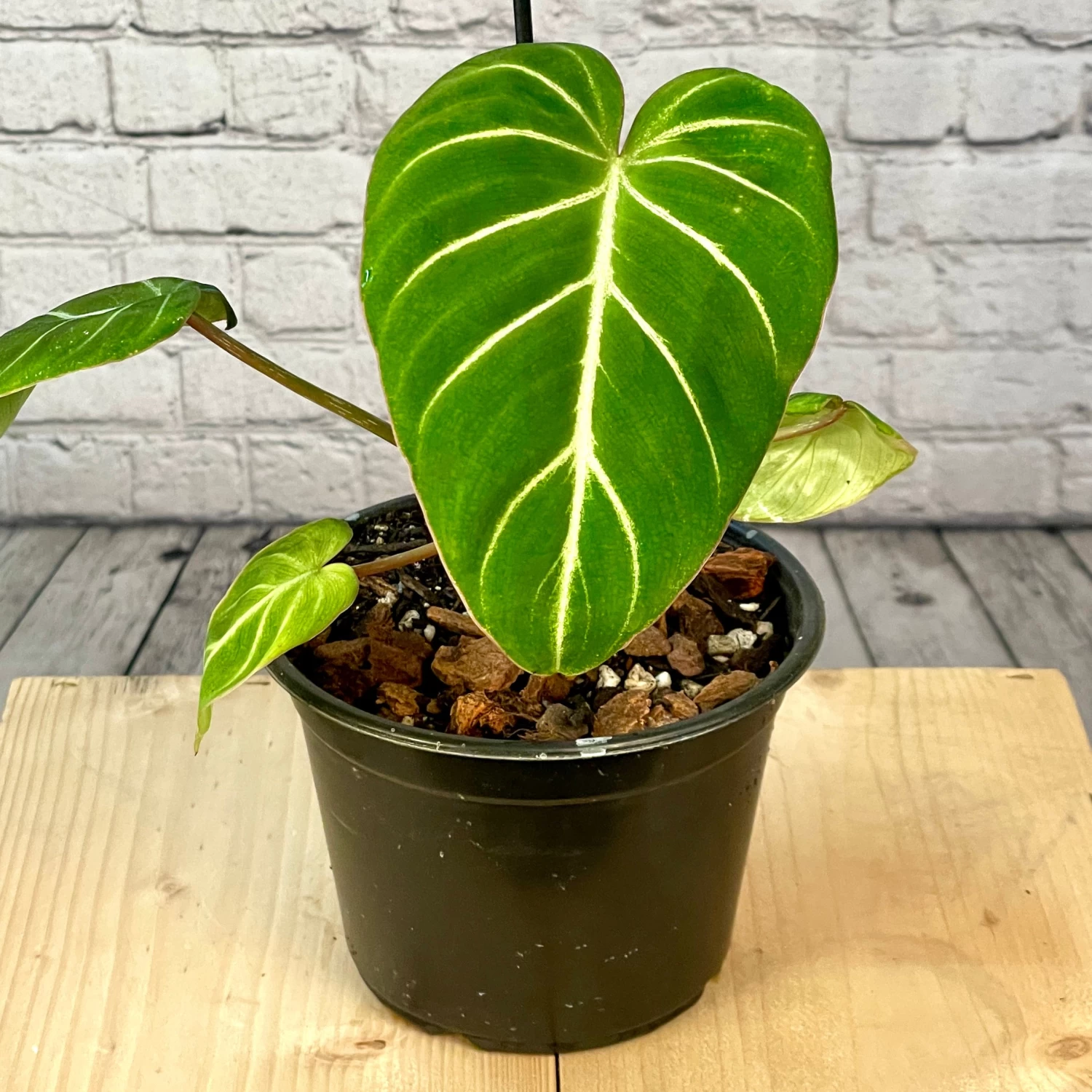 Philodendron Gloriosum 6 Inch Pot 1 Philodendron Gloriosum 6 Inch Pot
