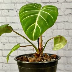 Garden Care Store -Garden Care Store s753278155256112669 p1633 i2 w2718