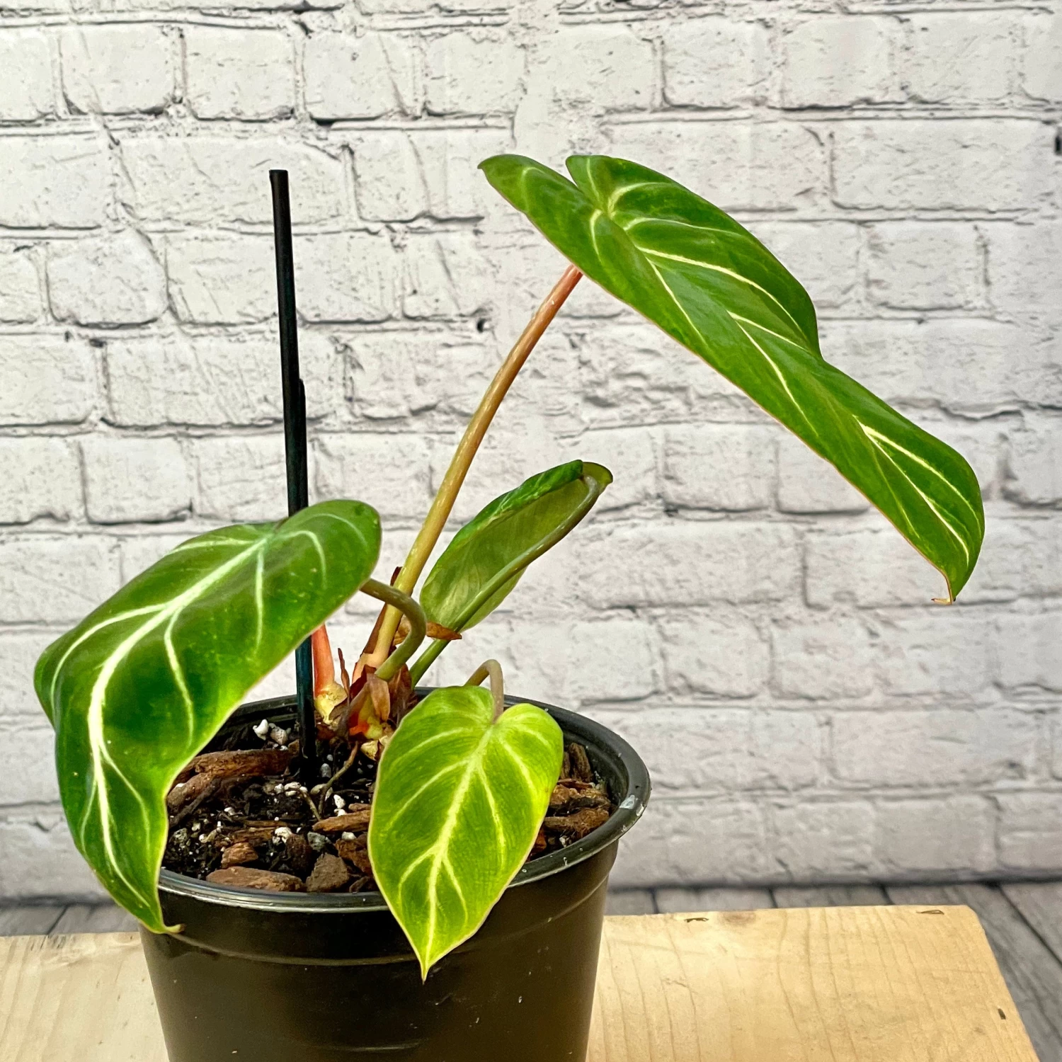 Philodendron Gloriosum 6 Inch Pot 3 Philodendron Gloriosum 6 Inch Pot - Image 3