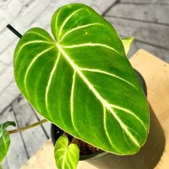 Philodendron Gloriosum 6 Inch Pot 7 Philodendron Gloriosum 6 Inch Pot -Garden Care Store s753278155256112669 p1633 i4 w2884