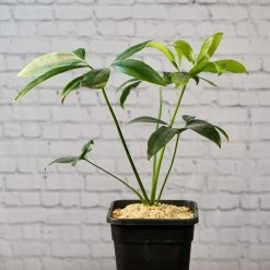 Philodendron Goeldii (Thaumatophyllum Spruceanum)