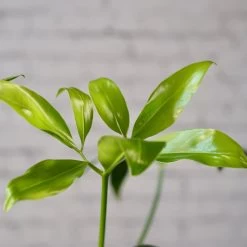 Philodendron Goeldii (Thaumatophyllum Spruceanum) -Garden Care Store s753278155256112669 p1634 i3 w3995