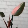 Philodendron Pink Princess