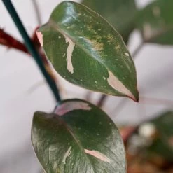 Garden Care Store -Garden Care Store s753278155256112669 p1635 i2 w4000