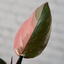 Philodendron Pink Princess -Garden Care Store s753278155256112669 p1635 i3 w4000