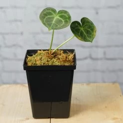 Anthurium Clarinevium -Garden Care Store s753278155256112669 p1636 i2 w3490