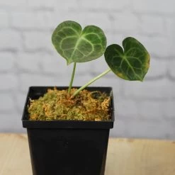 Anthurium Clarinevium