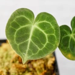 Anthurium Clarinevium -Garden Care Store s753278155256112669 p1636 i4 w3995