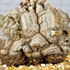 Dioscorea Elephantipes - Very Large Specimen -Garden Care Store s753278155256112669 p1646 i10 w3986