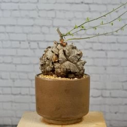 Dioscorea Elephantipes - Very Large Specimen