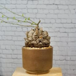 Dioscorea Elephantipes - Very Large Specimen -Garden Care Store s753278155256112669 p1646 i3 w3695