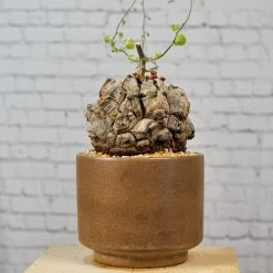 Dioscorea Elephantipes - Very Large Specimen -Garden Care Store s753278155256112669 p1646 i4 w4000