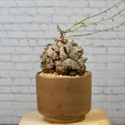 Dioscorea Elephantipes - Very Large Specimen -Garden Care Store s753278155256112669 p1646 i5 w3825