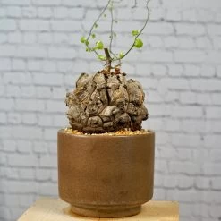 Dioscorea Elephantipes - Very Large Specimen -Garden Care Store s753278155256112669 p1646 i6 w3915