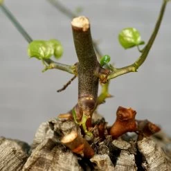 Dioscorea Elephantipes - Very Large Specimen -Garden Care Store s753278155256112669 p1646 i7 w3995