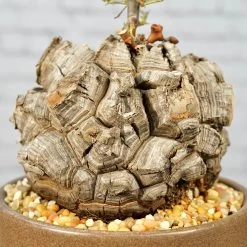 Dioscorea Elephantipes - Very Large Specimen -Garden Care Store s753278155256112669 p1646 i8 w3995