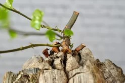 Dioscorea Elephantipes - Very Large Specimen -Garden Care Store s753278155256112669 p1646 i9 w6000